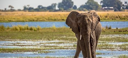 Elephant in water Botswana