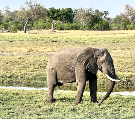 An Elephant Kwando Safari Camp Botswana