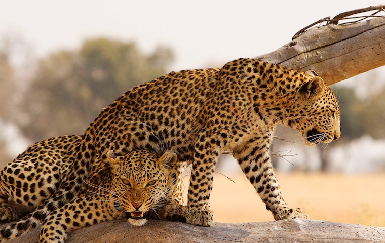 Exploring Botswana's Natural Wonder: The Okavango Delta