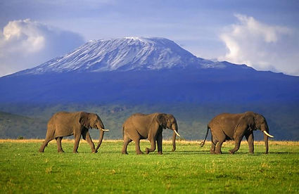 Elephants in Amoseli National Park kenya
