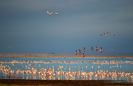 Lake Nakuru Kenya