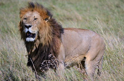 KENYA: MARA PRIVATE CONSERVANCIES