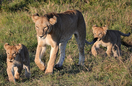 KENYA: MASAI MARA NATIONAL RESERVE