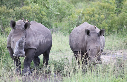 Ol Pejata National Park Rhinos