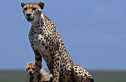 KENYA: SAMBURU NATIONAL PARK