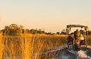 Fly in Botswana