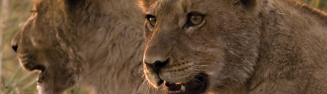 Botswana Lions