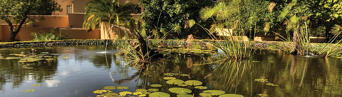 Essential Botswana Lilly Pond