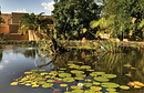 Lilly Pads Botswana
