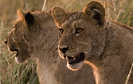 Exploring the Okavango Delta: Accommodation and Adventure Safaris