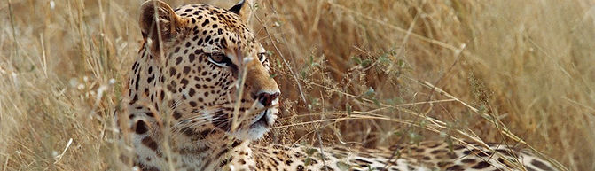 3 day wild cats getaway namibia