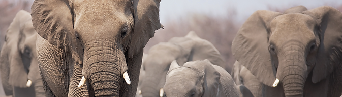 Elephants Namibia 7-day Safari