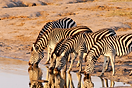 3 Days - Etosha Fly-In Safari