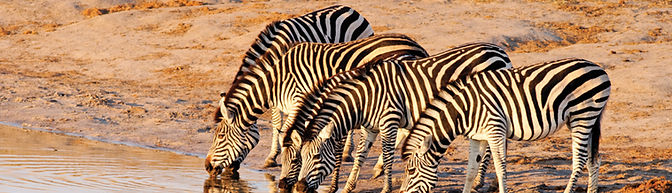 Zebras 3-day safari Namibia