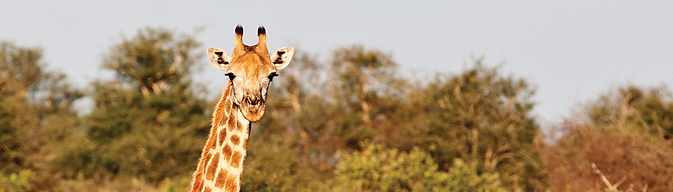 Kriger Park South Africa Giraffa