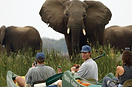 Elephants Zimbabwe