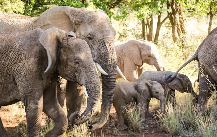 Pilanesberg NP Heard of Elephants