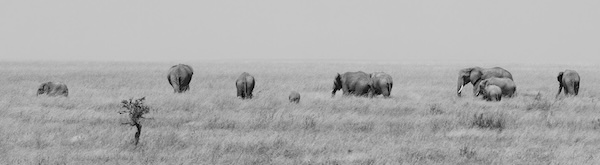 Ngorongoro Crater Elephant heard
