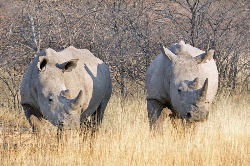 15-Day Tanzania Safari
