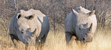 15-Day Tanzania Safari