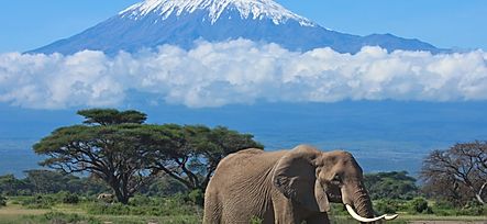 Safari Tours Tanzania