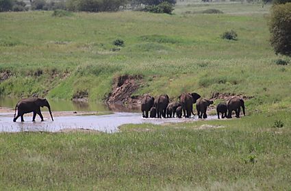 Tanzania: MANYARA NATIONAL PARK