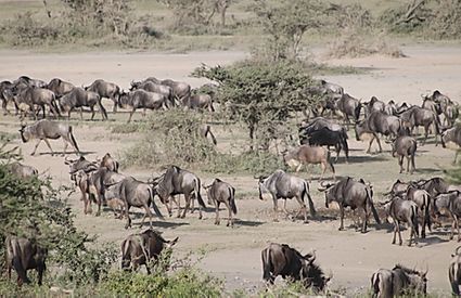 Tanzania: SERENGETI CENTRAL