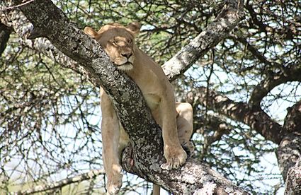 Tanzania: SERENGETI NORTH