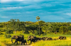 Tanzania small heard of elephants 