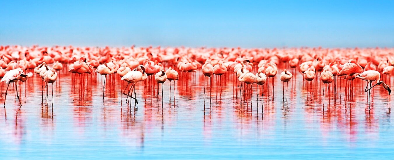 A flock of Flamingos