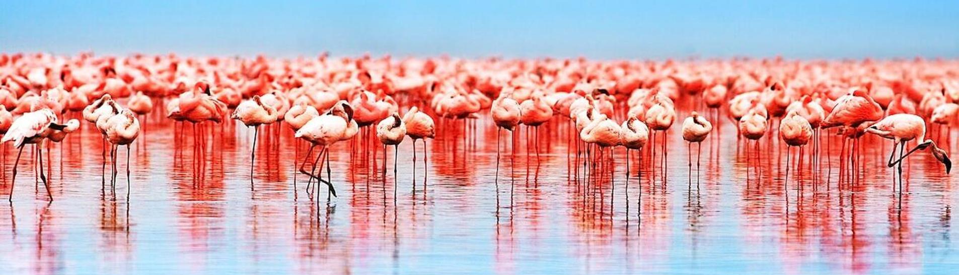 A flock of Flamingos