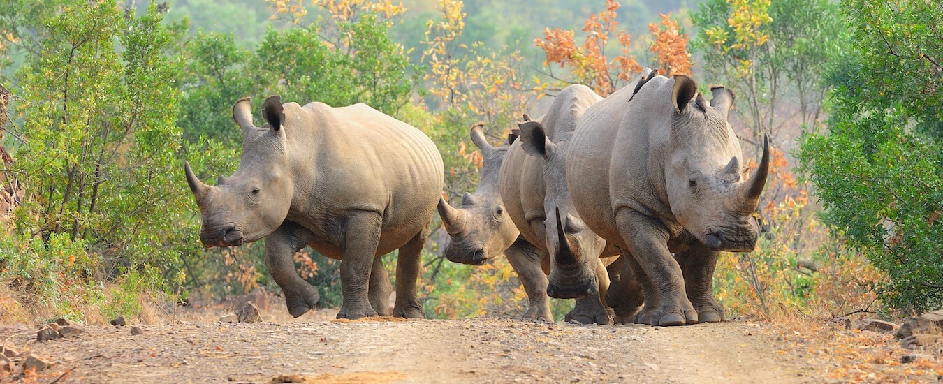 Botswana Heard of Rhinos