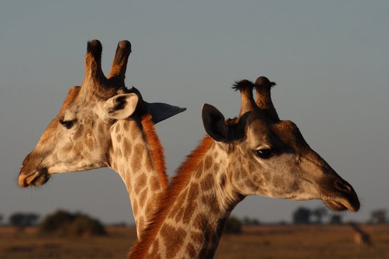 How Much Does an African Safari Cost?