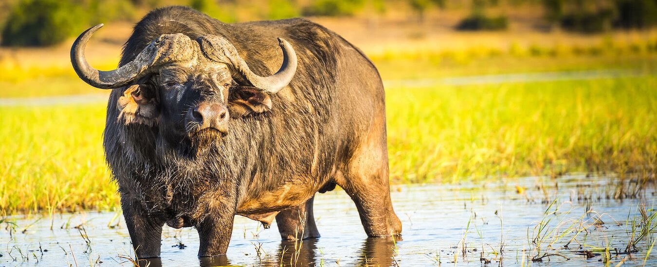 Wild Buffalo