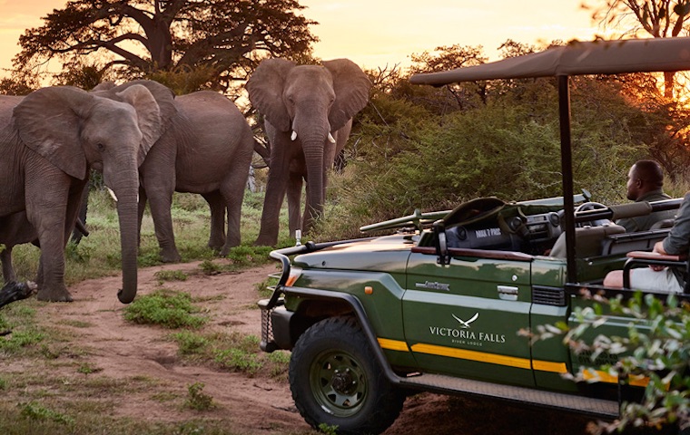 Elephants on Safari Zimbabwe