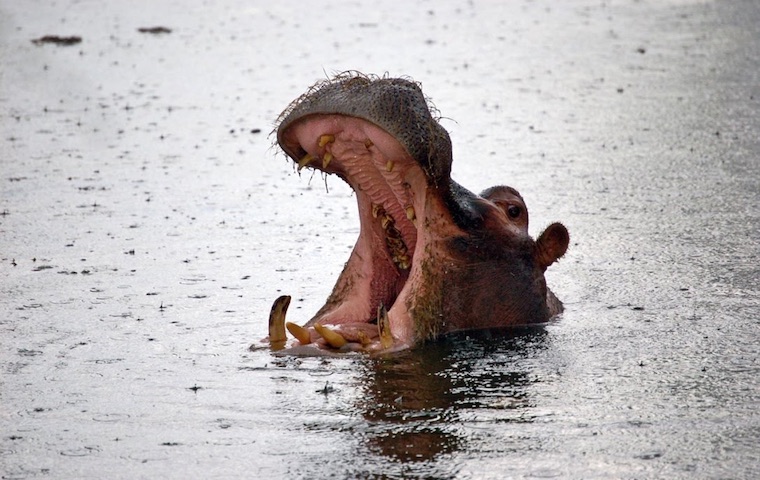 Hippo Yawns Zimbabwe