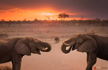 Zimbabwe: HWANGE NATIONAL PARK