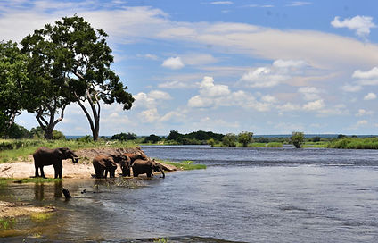 Zambezi National Park Elephants